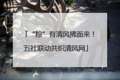 “粽”有清风拂面来！五社联动共织清风网