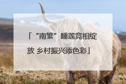 “南繁”睡莲竞相绽放 乡村振兴添色彩
