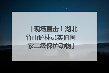 现场直击！湖北竹山护林员实拍国家二级保护动物