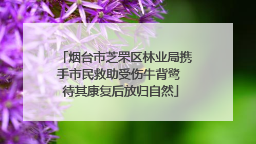 烟台市芝罘区林业局携手市民救助受伤牛背鹭 待其康复后放归自然