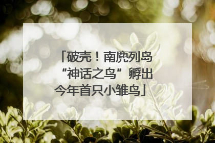 破壳！南麂列岛“神话之鸟”孵出今年首只小雏鸟