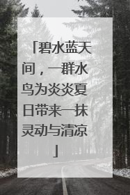 碧水蓝天间，一群水鸟为炎炎夏日带来一抹灵动与清凉