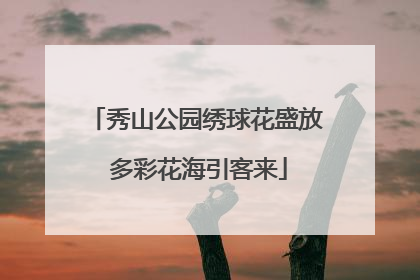 秀山公园绣球花盛放 多彩花海引客来