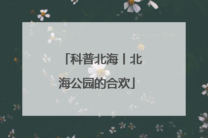 科普北海丨北海公园的合欢