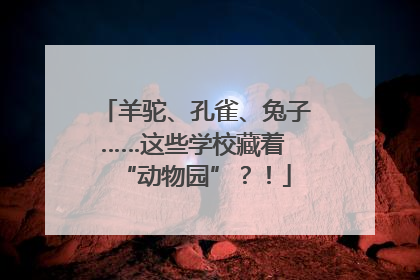 羊驼、孔雀、兔子……这些学校藏着 “动物园”？！
