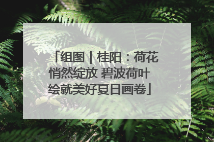 组图｜桂阳：荷花悄然绽放 碧波荷叶绘就美好夏日画卷