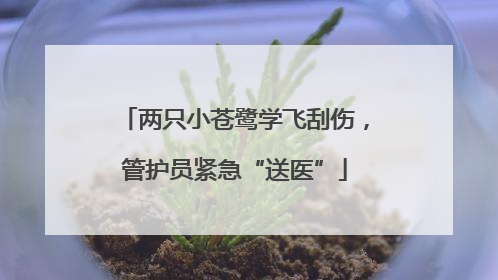 两只小苍鹭学飞刮伤，管护员紧急“送医”