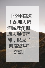今年首次！深圳大鹏海域鹿角珊瑚大规模产卵，形成“海底繁星”奇观