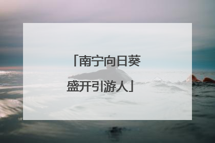 南宁向日葵盛开引游人
