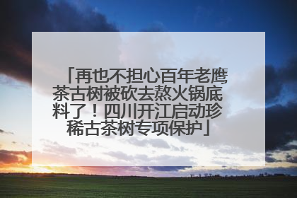 再也不担心百年老鹰茶古树被砍去熬火锅底料了！四川开江启动珍稀古茶树专项保护