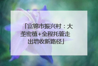 富锦市振兴村：大垄密植+全程托管走出增收新路径