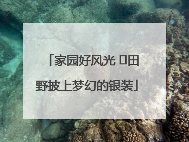 家园好风光 ⎮田野披上梦幻的银装