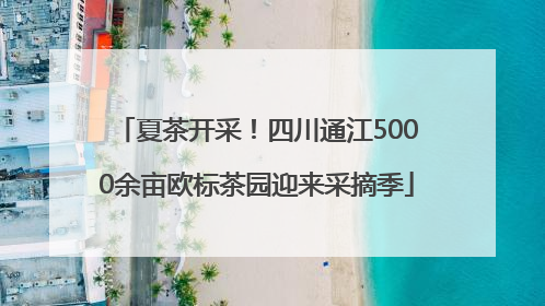夏茶开采！四川通江5000余亩欧标茶园迎来采摘季