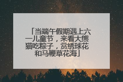 当端午假期遇上六一儿童节，来看大熊猫吃粽子，赏绣球花和马鞭草花海