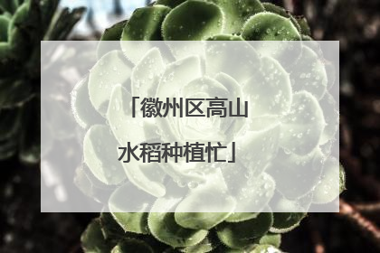 徽州区高山水稻种植忙