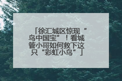 徐汇城区惊现“鸟中国宝”！看城管小哥如何救下这只“彩虹小鸟”