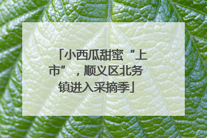 小西瓜甜蜜“上市”，顺义区北务镇进入采摘季