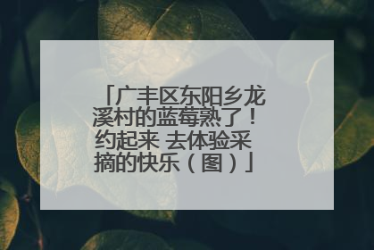 广丰区东阳乡龙溪村的蓝莓熟了！约起来 去体验采摘的快乐（图）