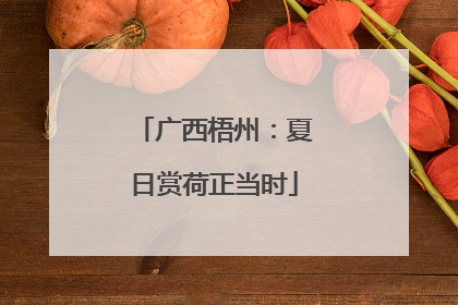 广西梧州：夏日赏荷正当时