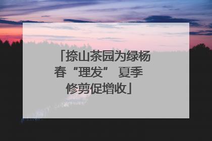 捺山茶园为绿杨春“理发” 夏季修剪促增收