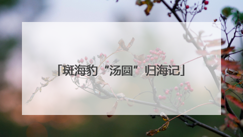 斑海豹“汤圆”归海记