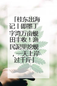 桂东出海记丨即墨丁字湾万亩蚬田丰收！渔民泥里挖蚬，一天上岸过千斤