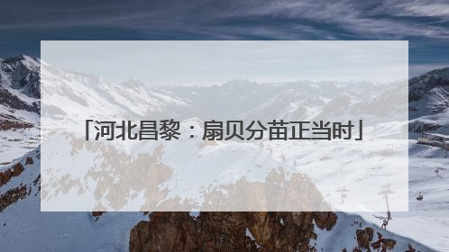 河北昌黎：扇贝分苗正当时