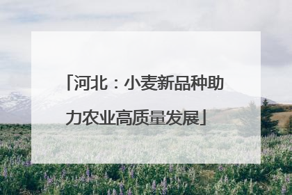 河北：小麦新品种助力农业高质量发展