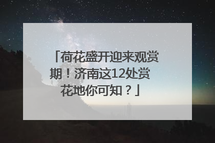 荷花盛开迎来观赏期！济南这12处赏花地你可知？