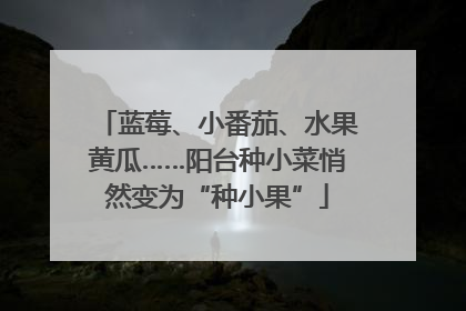 蓝莓、小番茄、水果黄瓜……阳台种小菜悄然变为“种小果”