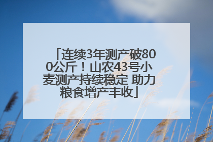 连续3年测产破800公斤！山农43号小麦测产持续稳定 助力粮食增产丰收