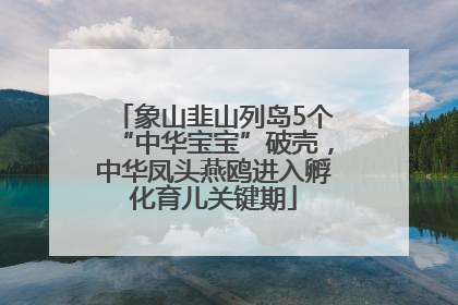 象山韭山列岛5个“中华宝宝”破壳，中华凤头燕鸥进入孵化育儿关键期