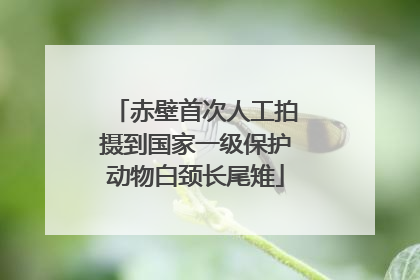 赤壁首次人工拍摄到国家一级保护动物白颈长尾雉