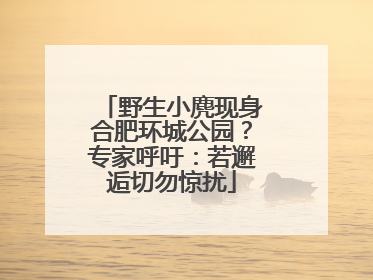 野生小麂现身合肥环城公园？专家呼吁：若邂逅切勿惊扰