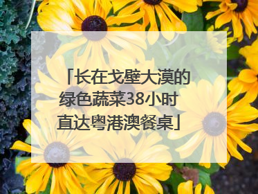 长在戈壁大漠的绿色蔬菜38小时直达粤港澳餐桌