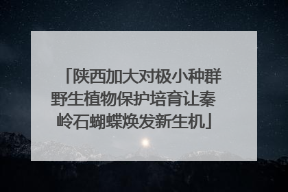 陕西加大对极小种群野生植物保护培育让秦岭石蝴蝶焕发新生机