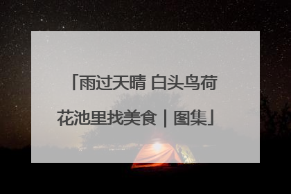 雨过天晴 白头鸟荷花池里找美食｜图集