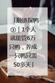 顺链探鸭③｜1个人就能管6万只鸭，养成一只鸭只需50多天