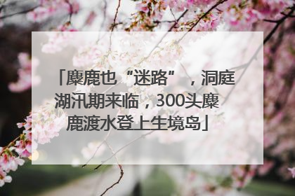 麋鹿也“迷路”，洞庭湖汛期来临，300头麋鹿渡水登上生境岛