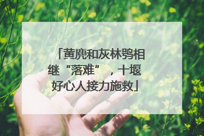 黄麂和灰林鸮相继“落难”，十堰好心人接力施救