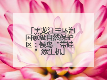 黑龙江三环泡国家级自然保护区：候鸟“带娃”添生机