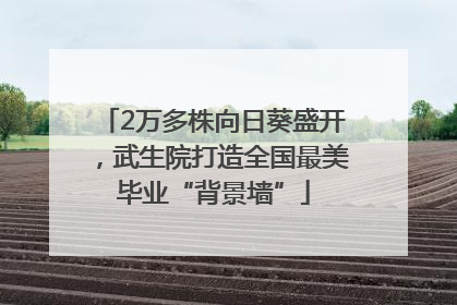 2万多株向日葵盛开，武生院打造全国最美毕业“背景墙”